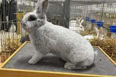 Messenger_creation_0880075D-966B-44B5-A5D1-992A37F09945