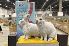 Messenger_creation_2C74C754-FB21-4759-97C9-49F6B33A4C64