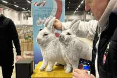 Messenger_creation_93C74DAB-7040-49EE-8AD4-35AFE4BF12E9