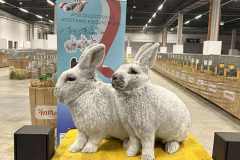 Messenger_creation_A94D973A-FF9D-4130-8105-7F2B5B954149