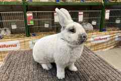 Messenger_creation_0EBE2338-3483-4277-8A55-9658F58602F5