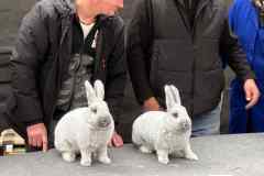 Messenger_creation_2A7BD425-07CD-4018-8B1C-8753BFC6F3DD