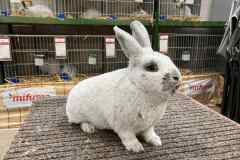 Messenger_creation_5B2BCF7D-F511-4A08-B3C3-13EE7700C78B