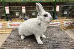 Messenger_creation_87D5DC4B-D339-4DBE-B86D-9479986FD00D