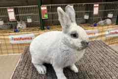 Messenger_creation_8E575992-DDDB-4E18-A6C3-DA095DCE3394