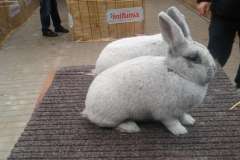 Messenger_creation_95B84435-9F34-4C9E-9F0B-28CCE2290AFE