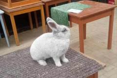 Messenger_creation_AE5A8132-E90C-4570-8277-ADD24AB90D7C