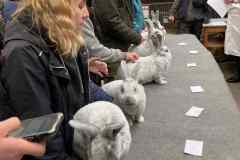 Messenger_creation_B027DA92-39A6-407F-992A-835CEB994D38