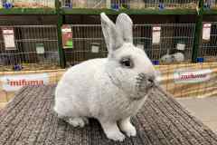 Messenger_creation_B2D93A1D-AF80-4996-8B80-FE17CEFBF15D