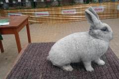 Messenger_creation_DE5B8B30-DD22-4676-A96F-1AA884016CE4