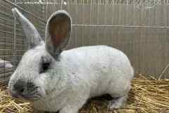 Messenger_creation_07C46CC4-9AF8-4D69-91AF-AF6BD57742F1