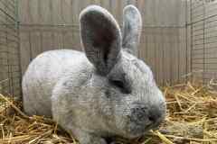 Messenger_creation_1C28BCF2-C1E6-42C4-81C9-C050B1D82A03