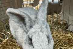 Messenger_creation_8F1BB63A-88B6-4C91-AAF9-8AB719BAD844