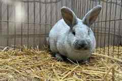 Messenger_creation_A8339EB6-159B-4E7A-881C-97A35A01CDF4