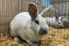 Messenger_creation_AC0A3B75-5BC5-451E-8946-E38B6DC0709A