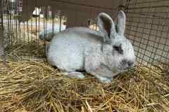 Messenger_creation_EB8AF64B-5095-4098-93B5-D0B8339AC993