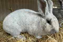 Messenger_creation_FA0D0B68-22F3-4C47-9237-4E8BA3A2662B