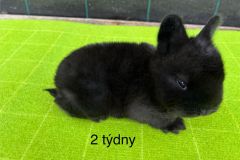 motion_photo_254427417827639492