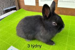 motion_photo_267319537567276195